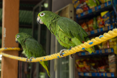 Close-up of parrot perching in cage