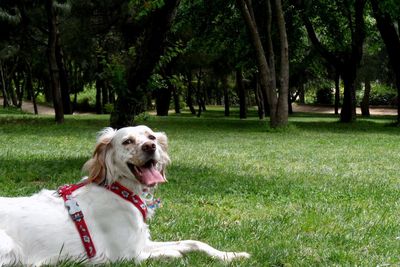 Side view of dog relaxing on grass