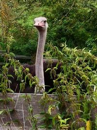 Bird in a forest