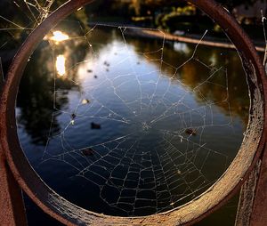 Close-up of spider on web