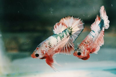 Close-up of fish swimming in sea