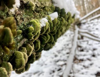 Close-up of snow on plant