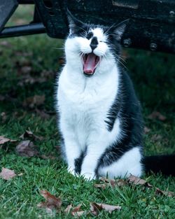 Close-up of cat yawning