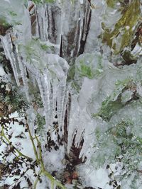 Scenic view of trees during winter