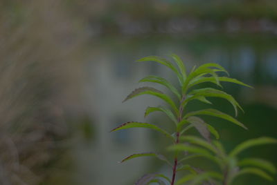 Close-up of plant growing on field