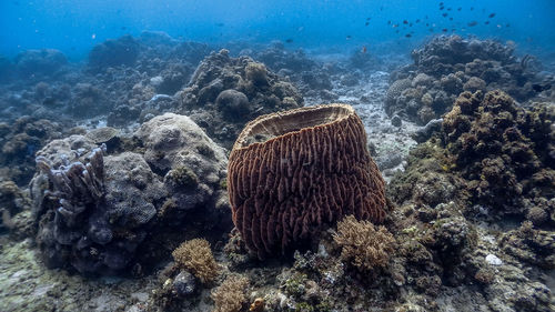 Barrel sponge coral and pufferfish at pagkilatan