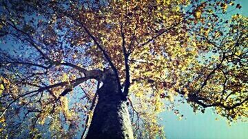 Low angle view of trees against sky