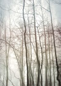 Bare trees against sky