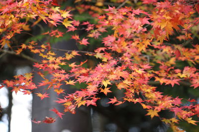 Close-up of maple leaves on tree