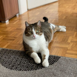 High angle view of cat resting on floor at home