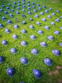 Purple flowers growing on field