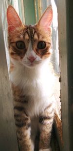 Close-up portrait of cat looking at camera