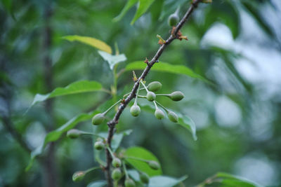 Close-up of fruit growing on tree