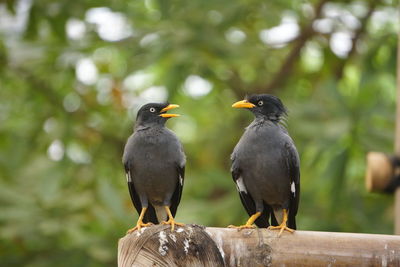 Close-up of birds perching on wood