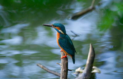 Bird perching on a branch