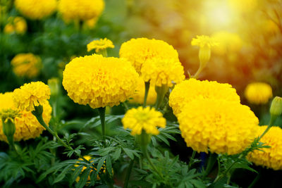 Close-up of yellow flowers