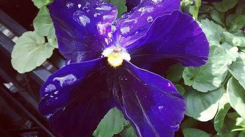 Close-up of purple flower