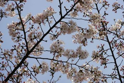 Low angle view of blooming tree against sky