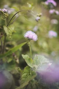 Close-up of purple flowering plant