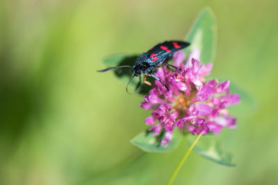 Close-up of insect on flower