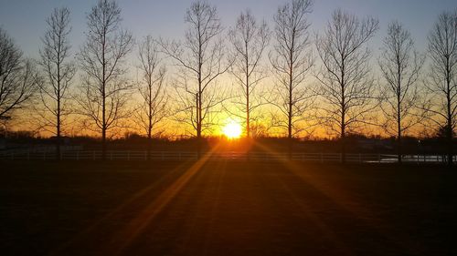 Sun shining through trees