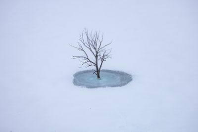 Bare tree on snow covered field