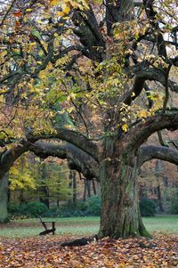 Close-up of trees during autumn