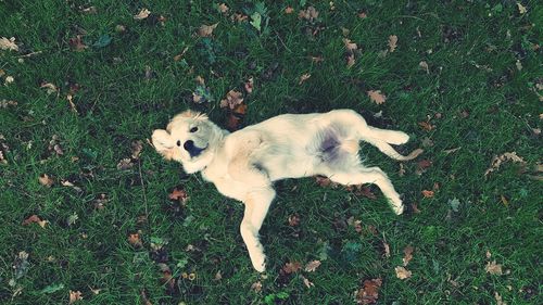 High angle view of dog on field