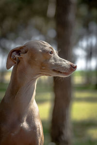 Close-up of dog