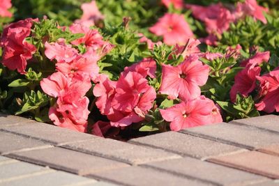 Close-up of pink flowers blooming outdoors