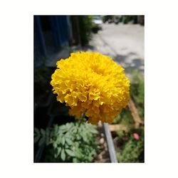 Close-up of yellow flower blooming outdoors