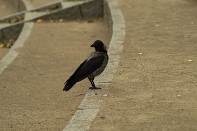 High angle view of bird perching