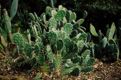 Close-up of plants growing on field