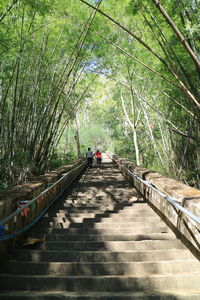 Footbridge amidst trees in forest