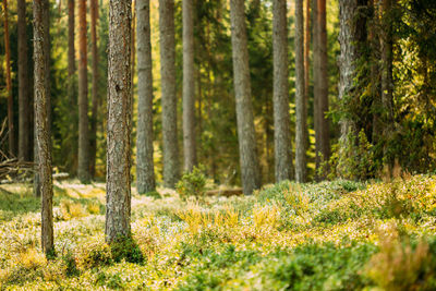 Pine trees in forest