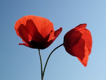 Close-up of red poppy against clear sky