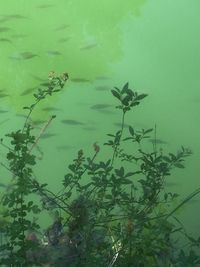 High angle view of plants by lake