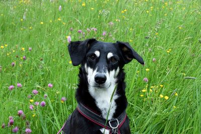 Portrait of dog on grassy field