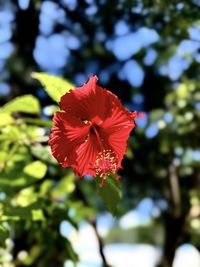 plant