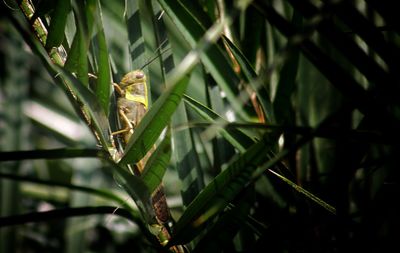 Close-up of lizard on leaf