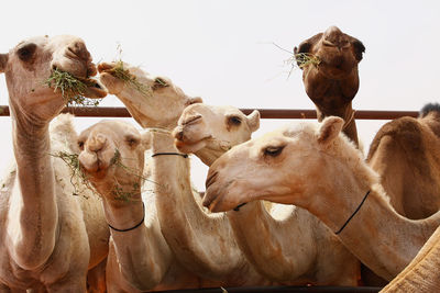 Low angle view of camels