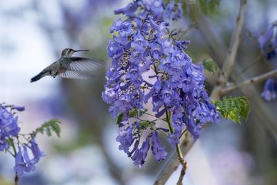 Close-up of butterfly pollinating on purple flowering plant