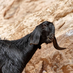 Black loose goat with long floppy ears in the rocks of petra