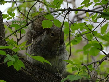 Close-up of squirrel on tree