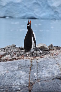 Full length of a bird on rock in sea