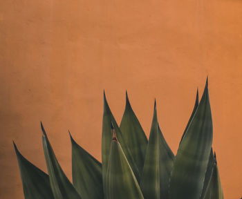 Close-up of building against sky during sunset