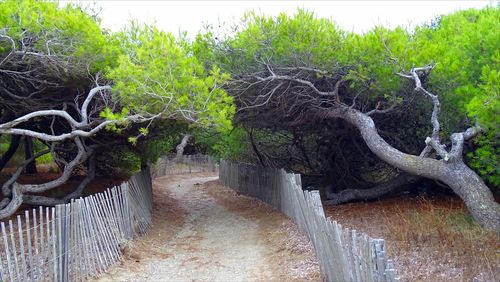 Plants growing on tree trunk