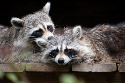 Cute raccoons 