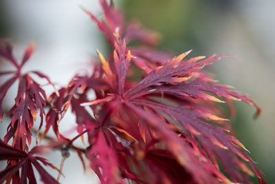 Close-up of red flowering plant against blurred background