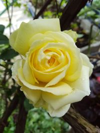 Close-up of yellow rose